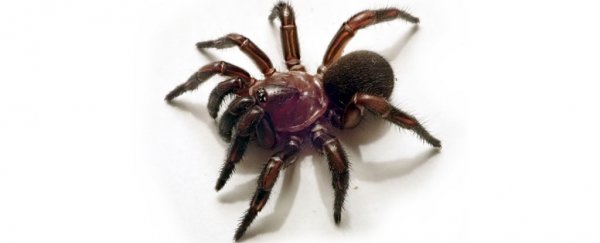 An entire new genus of trapdoor spiders has been discovered in Australia