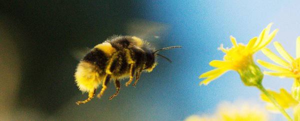 By pollinating just a handful of crops, wild bees contribute over $1.5 billion per year