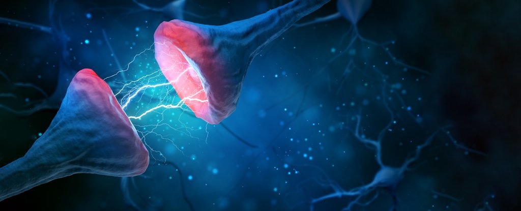 Oxytocin may alter neuron synapse communication with beta-amyloid. 