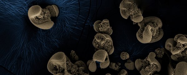 Elusive metal-eating bacteria predicted over a century ago discovered in lab accident