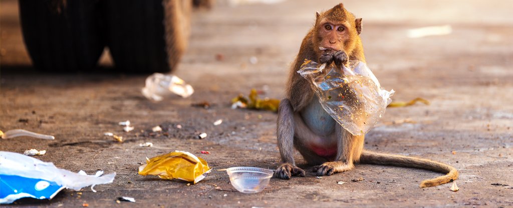 Plastic waste on animals