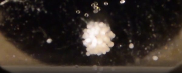 For the first time, human cartilage has been engineered in space