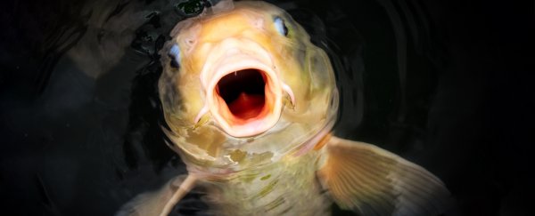 We may finally know the extreme route fish take through air to colonise new lakes