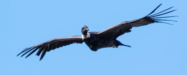 These Giant Condors Can Fly For Hours Without Flapping Their Wings Even Once