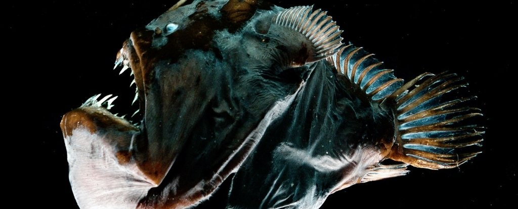 A female deep-sea anglerfish, Melanocetus johnsonii. 