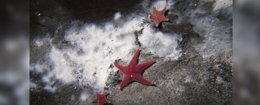 White microbial mats can indicate presence of methane. 