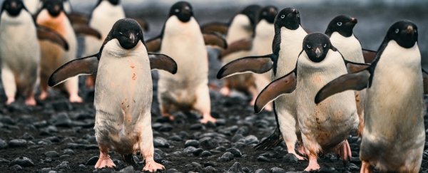Analysis of 200 years of human activity in Antarctica reveals an unsettling picture