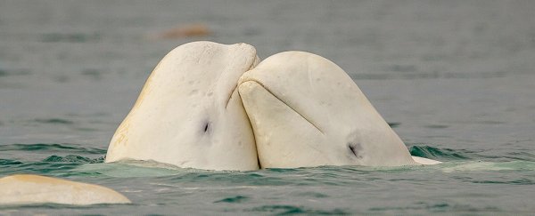 two beluga whales