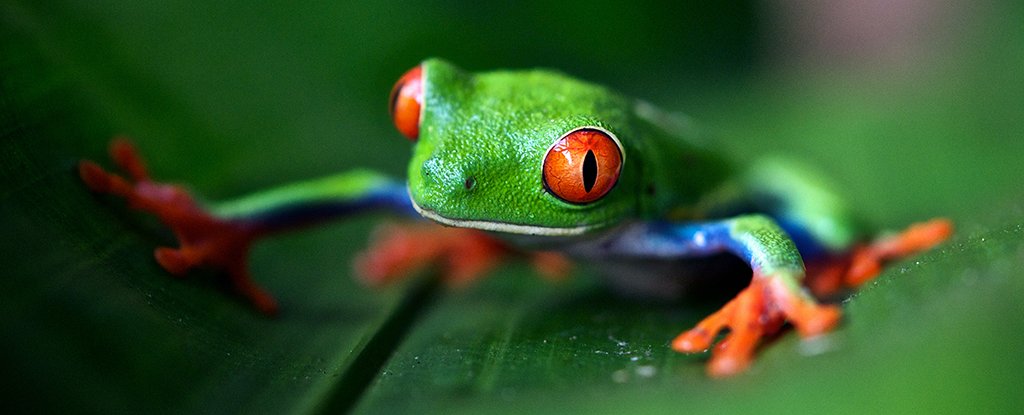 Scientists Are Planning How to Make a Single Authoritative List of All Species - ScienceAlert