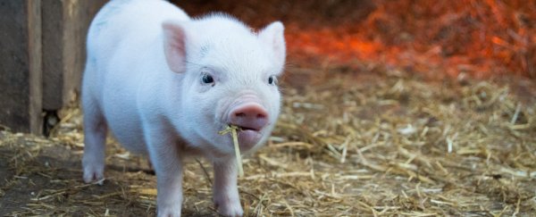Is swine flu really going to be the next pandemic?