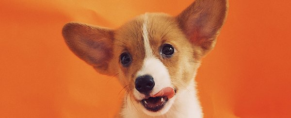 Scientists show how to calculate your dog's 'human' age, and it's not a multiple of 7