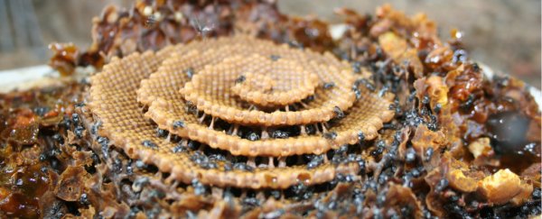 Scientists find these stunning spiral beehives have a lot in common with crystals