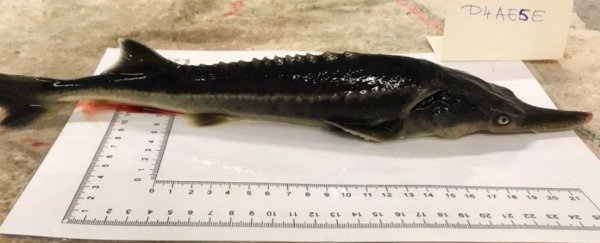 Scientists accidentally bred a bizarre hybrid of two endangered fish