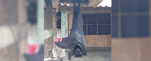 Here's what you need to know about that 'human-sized' bat going viral