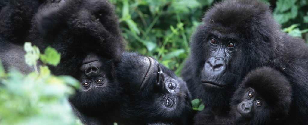 Scientists Find A Striking Similarity Between The Friendships Of Gorillas  And Humans : Sciencealert