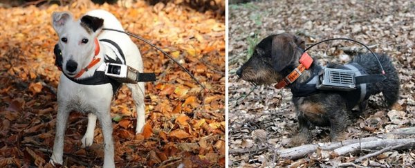 Mind-boggling new study shows dogs can use Earth's magnetic field to navigate