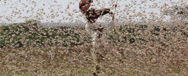 The Locust Plague in East Africa Is Sending Us a Message, And It's Not Good News