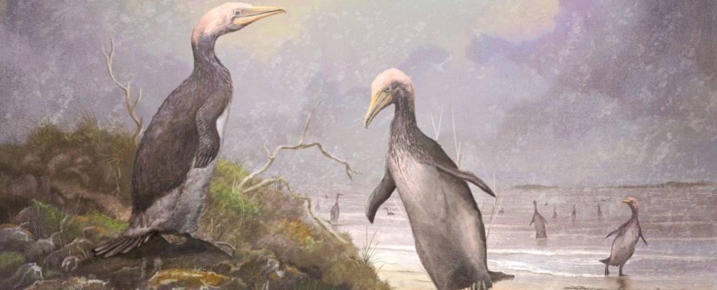 Giant Penguin-Like Birds May Have Once Waddled Around The Northern Hemisphere, Too - ScienceAlert