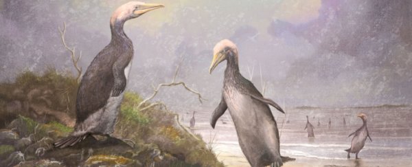 Giant penguin-like birds may have once waddled around the Northern Hemisphere, too