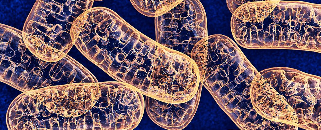 For The First Time, Scientists Find a Way to Make Targeted Edits to Mitochondrial DNA - ScienceAlert