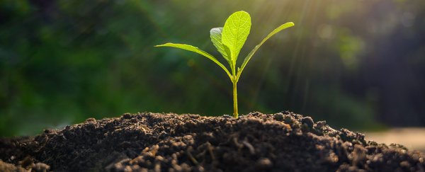Plants Can Secretly Send Underground Electrical Signals. Here's How They Do It