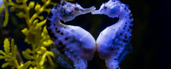 Male seahorse pregnancy has some eerie similarities to human childbearing