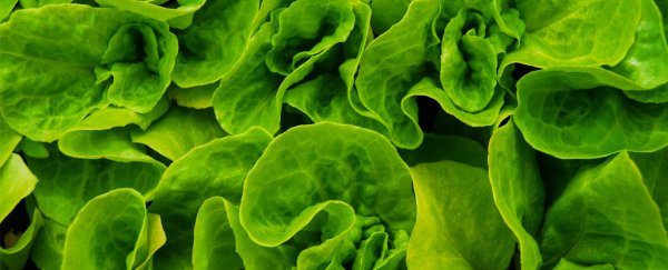 Oh no, salmonella has found a way to avoid being washed off our salads