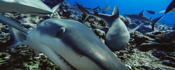 Sharks are now 'functionally extinct' in 19% of Earth's ocean reefs