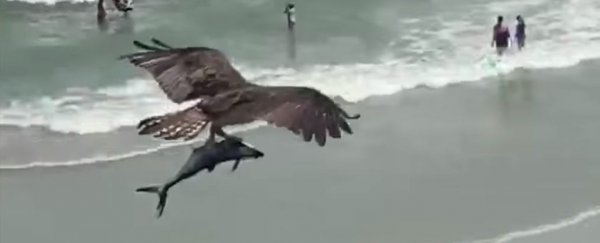 Video Goes Viral Showing Bird of Prey Capturing a Shark-Like Fish In Its Claws