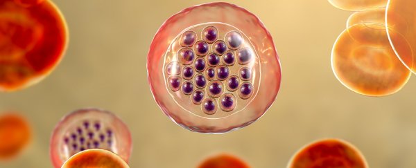 Humans might be so sickly because we evolved to avoid a single devastating disease