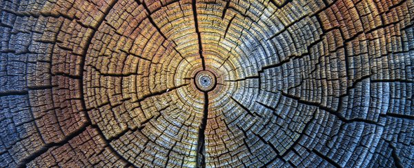 Hundreds of Years of Tree Rings Reveal A Grim Anomaly That Began in The 20th Century
