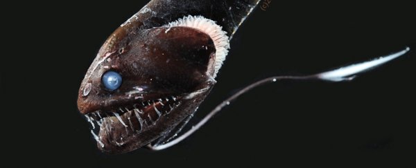 These Ultra-Black Fish Are Almost Invisible, Cloaked in Nature's Darkest Colours