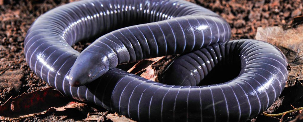 The ringed caecilian, Siphonops annulatus. 