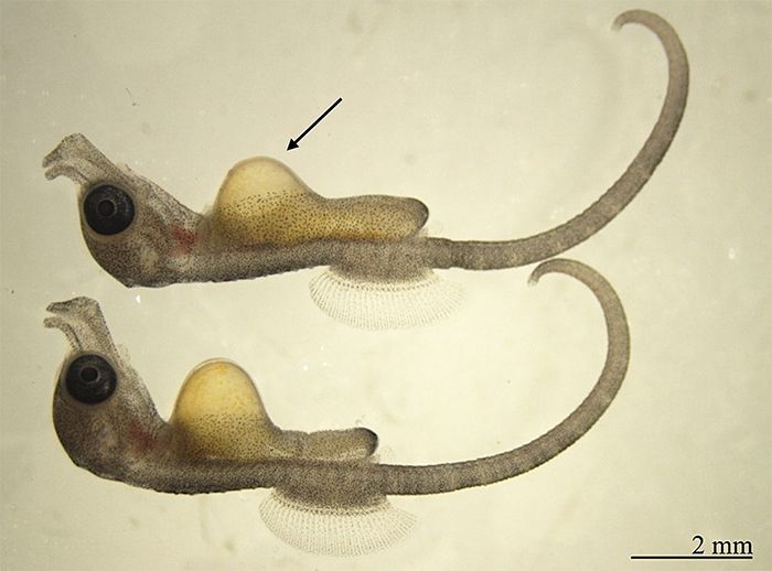 seahorse embryos with yolk