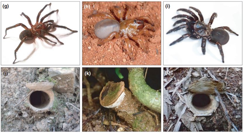 trapdoor spiders and their trapdoors