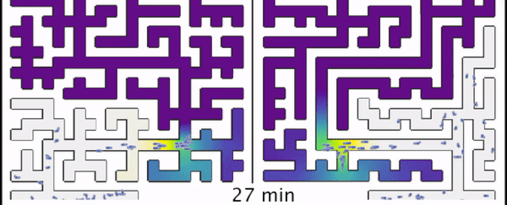 Cells solving an easy and hard maze.  