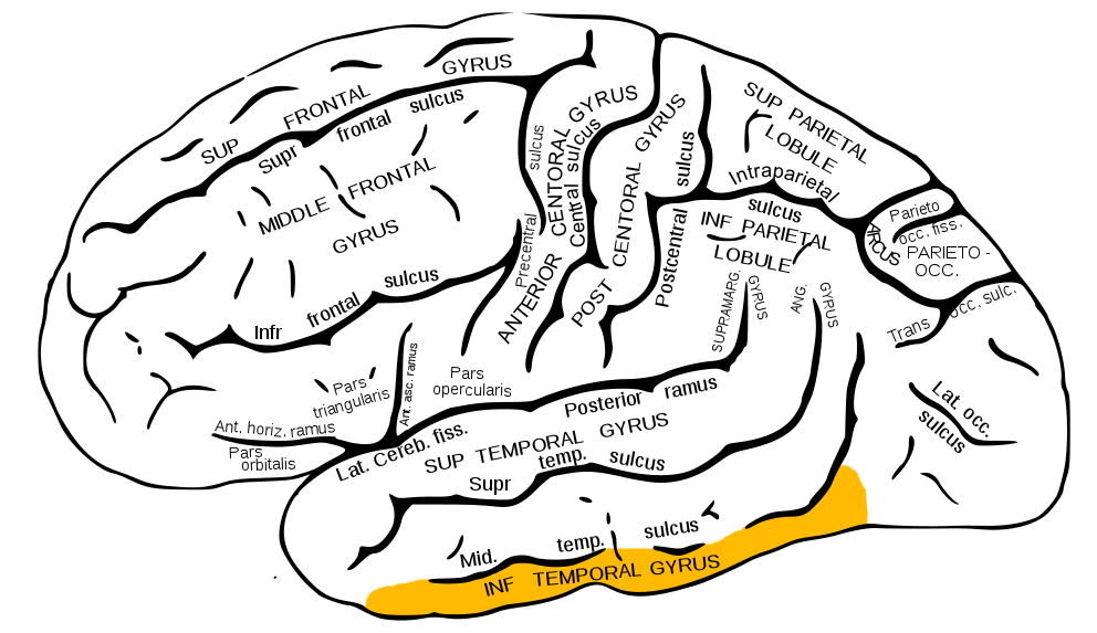 Gray726 inferior temporal gyrus