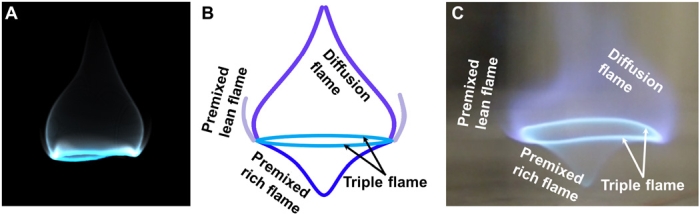 blue whirl anatomy