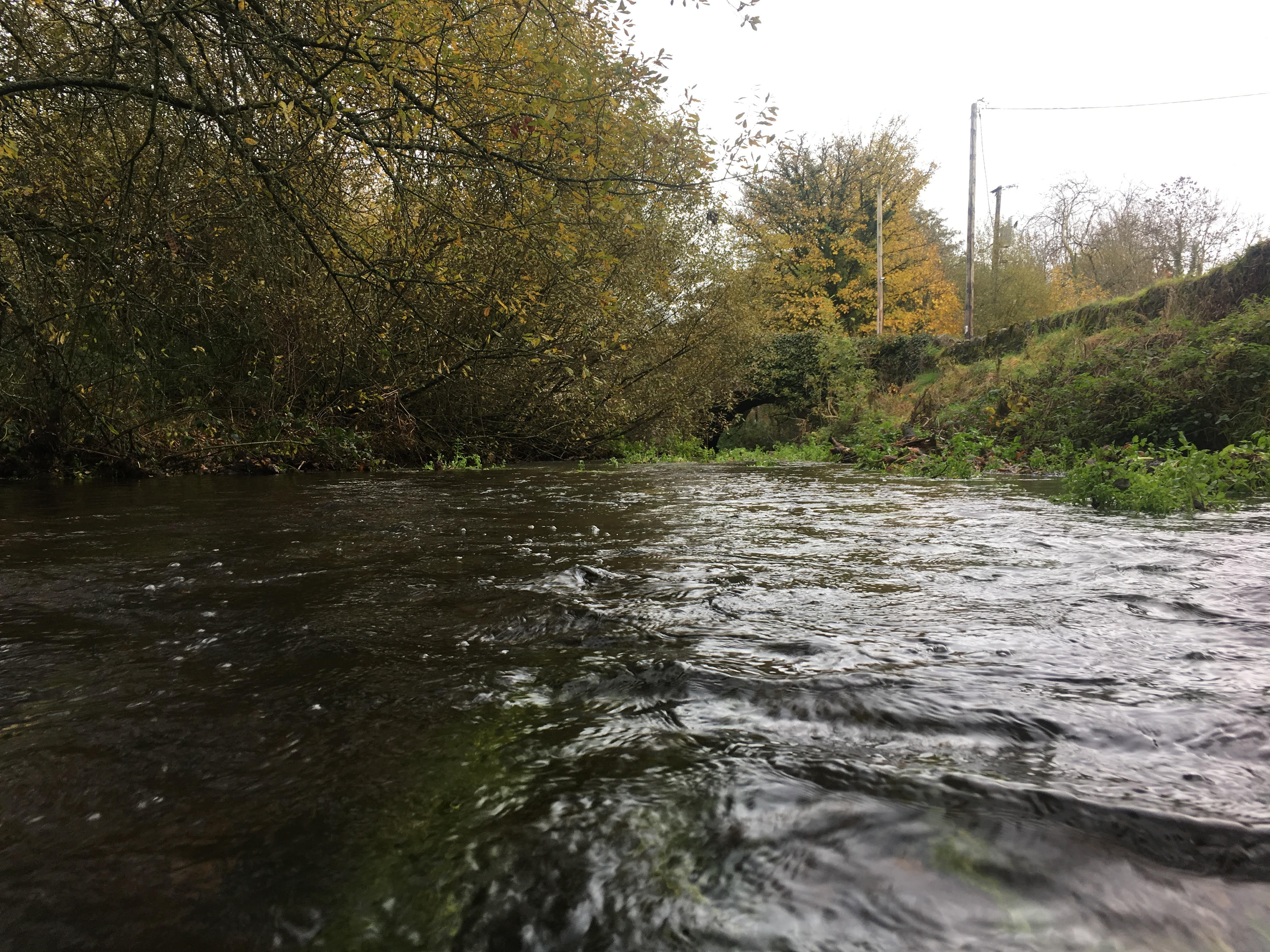 Gammarus duebeni lives in freshwater, like this stream in County Cork, Ireland. (Alicia Mateos Cardenas)