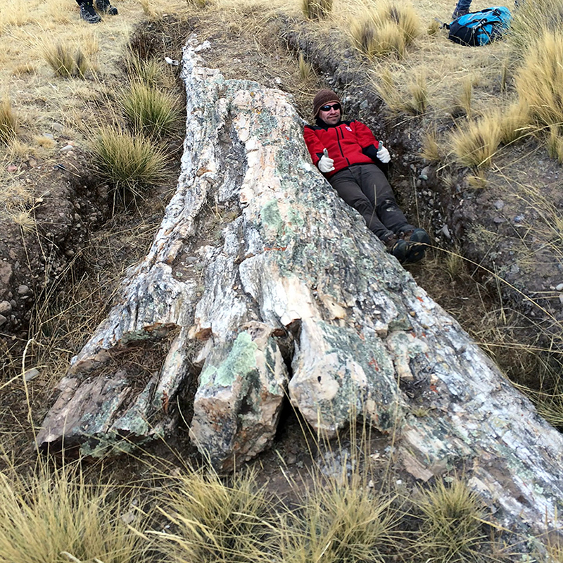 Giant ancient trees