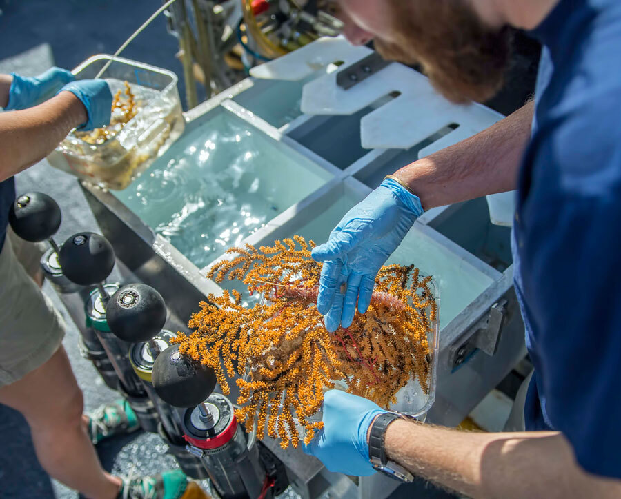 Researcher holding coral collected during one of the ROV dives. (Ocean Exploration Trust/Nautilus Live)