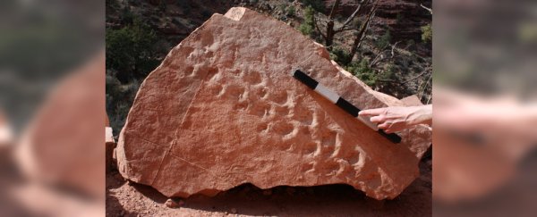 A collapsed cliff has revealed 313 million-year-old fossil footprints in the Grand Canyon
