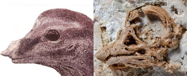 Incredibly rare dinosaur embryo reveals hatchlings possessed strange facial horn