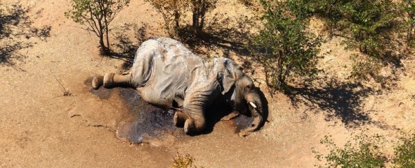 Aerial image of elephant carcass.