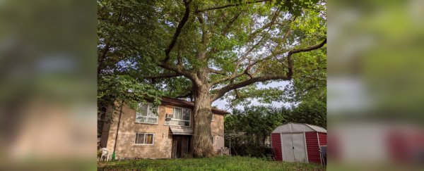 In Canada, people are fighting to save a majestic tree that's older than Canada