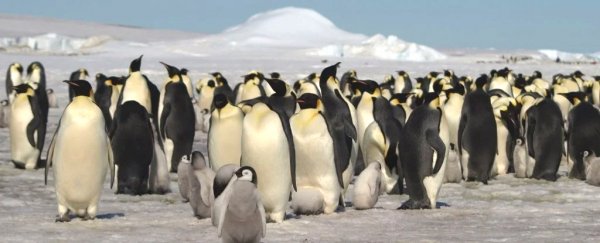 Satellites reveal hidden colonies of Emperor penguins we never knew existed
