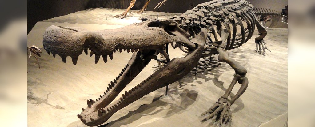 Deinosuchus hatcheri fossil reconstruction. 
