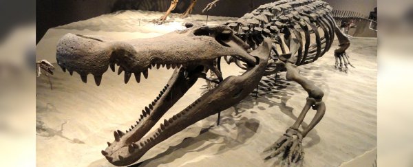 This 'terror crocodile' had teeth the size of bananas, perfect for eating dinosaurs