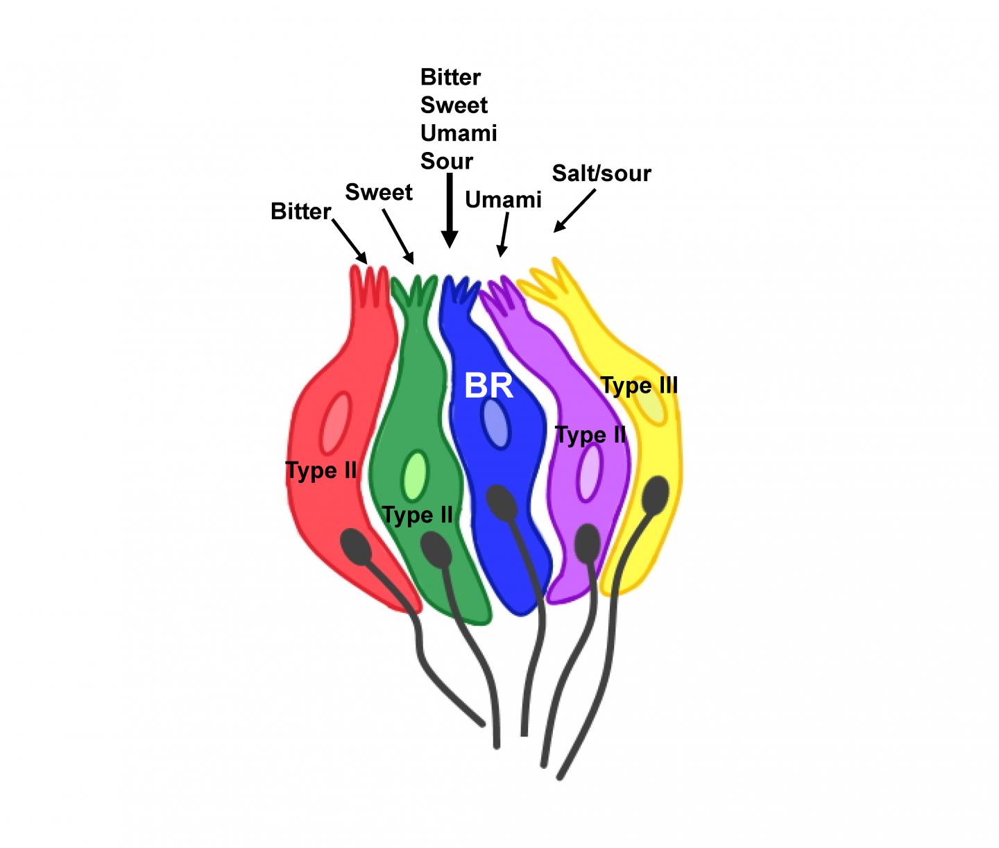 239621 web taste cells