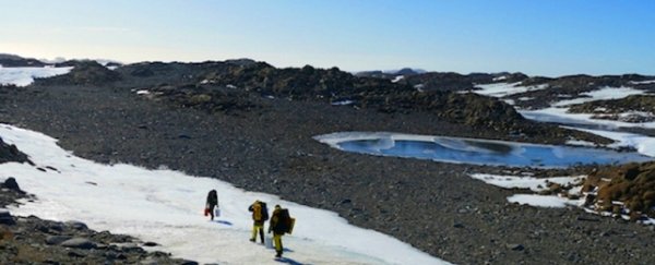Strange bacteria that survive only on air may be more prevalent than we realised